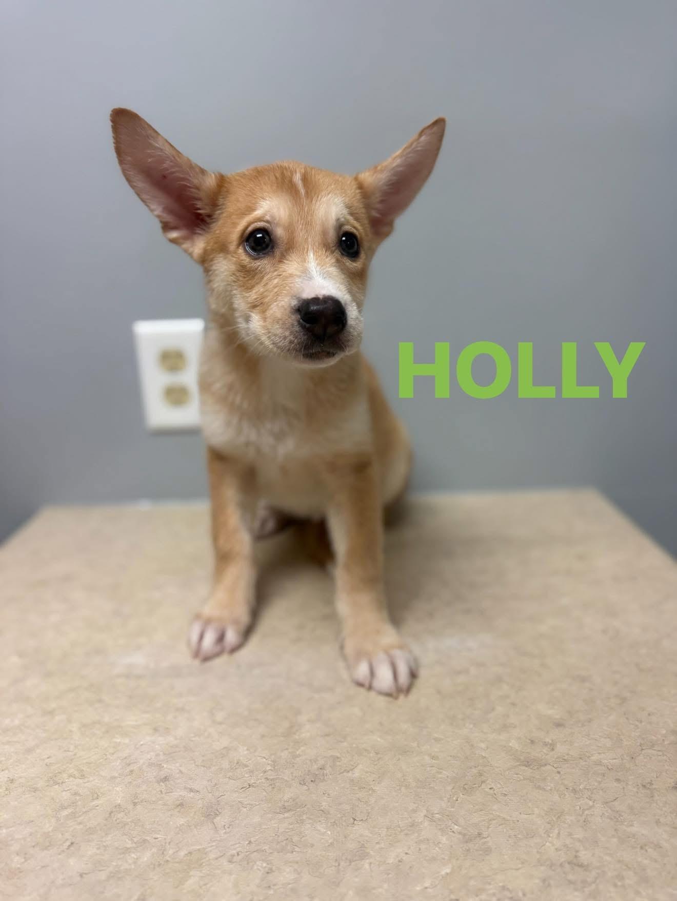 Holly, adopted, Puppy Female Husky.