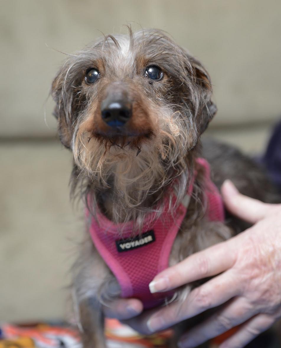 Enlarge Wolfie, a Adoptable Dachshund in Morrisville, PA image 2/2