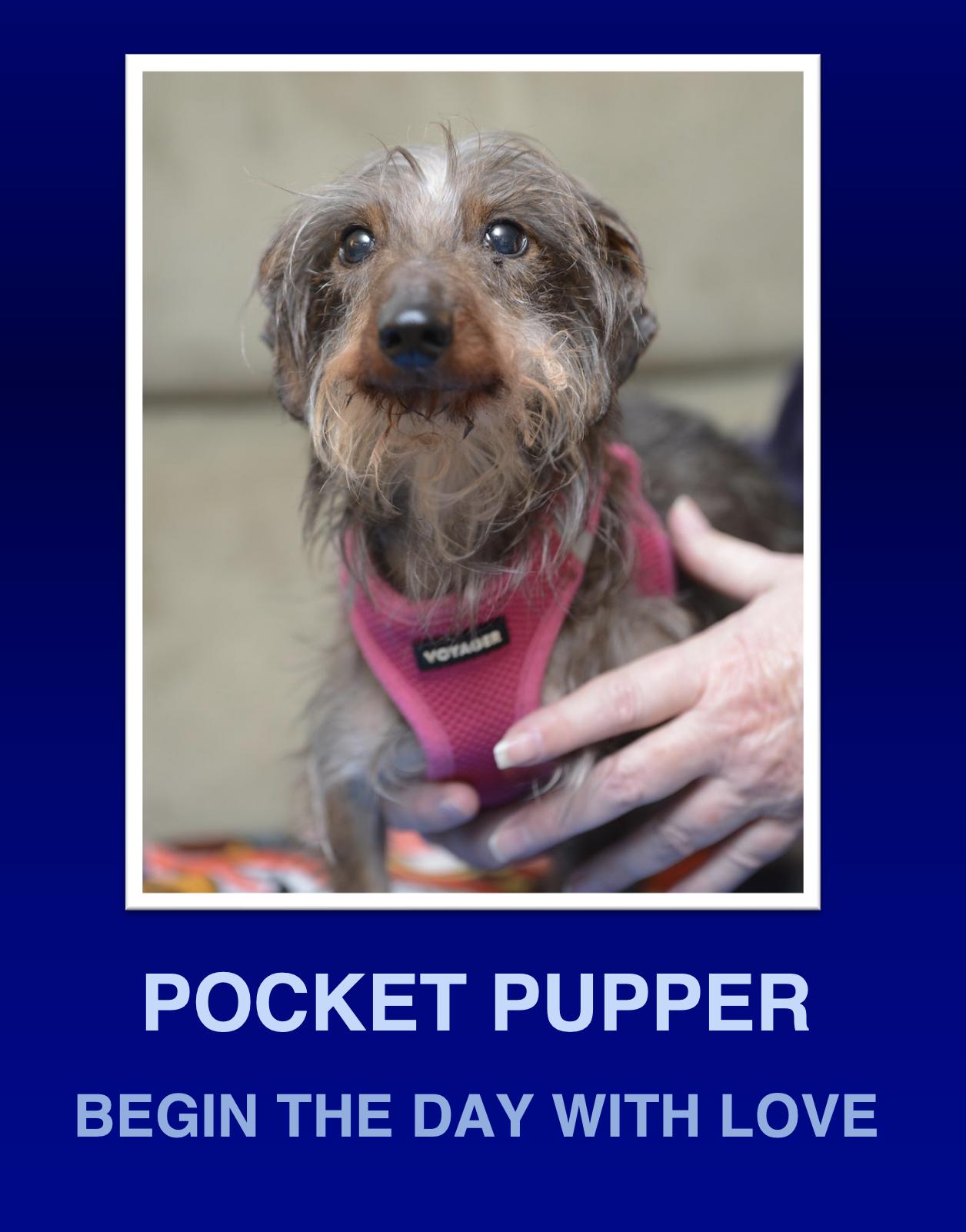 Enlarge Wolfie, a Adoptable Dachshund in Morrisville, PA image 1/2