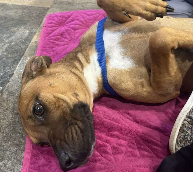 Teagan, Adopted, Young Female Black Mouth Cur.