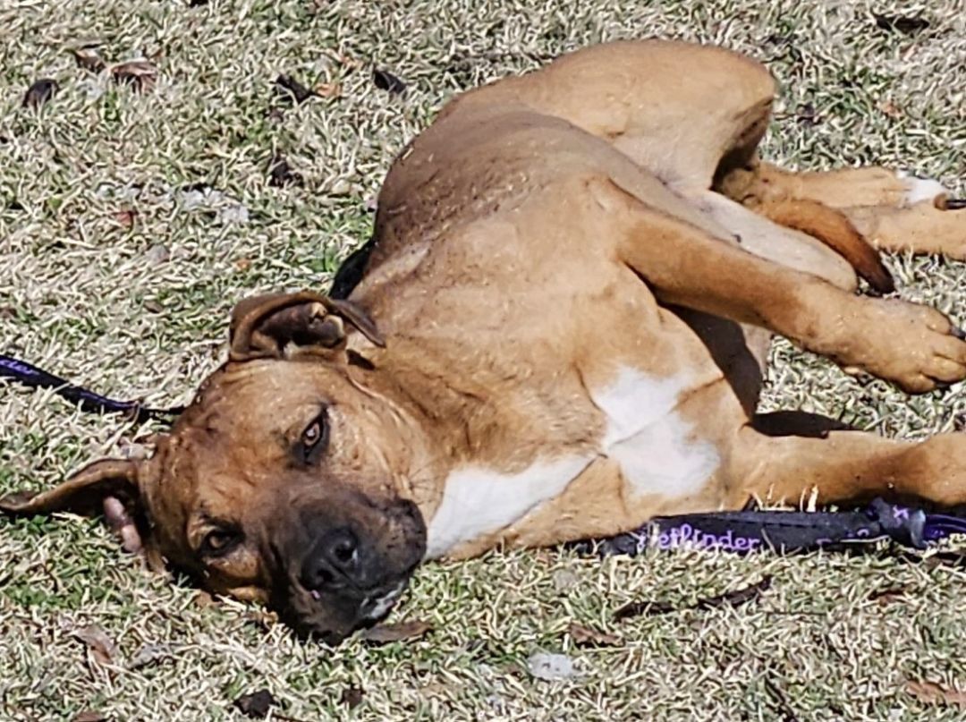 Teagan, a Adopted mixed breed in Sherman, TX image 2/2