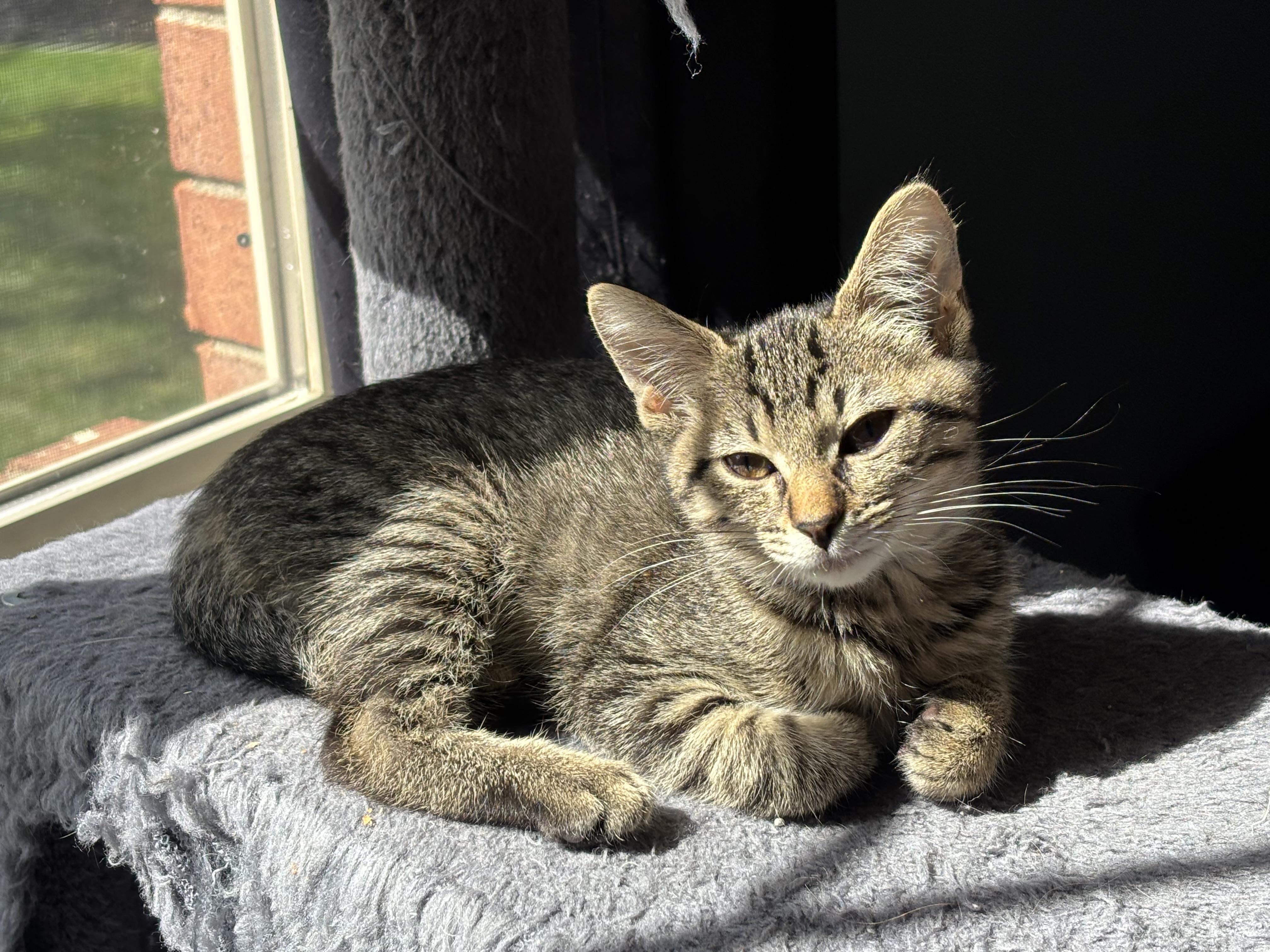 Evie, a ADOPTABLE Tabby in Macomb, MI image 2/2