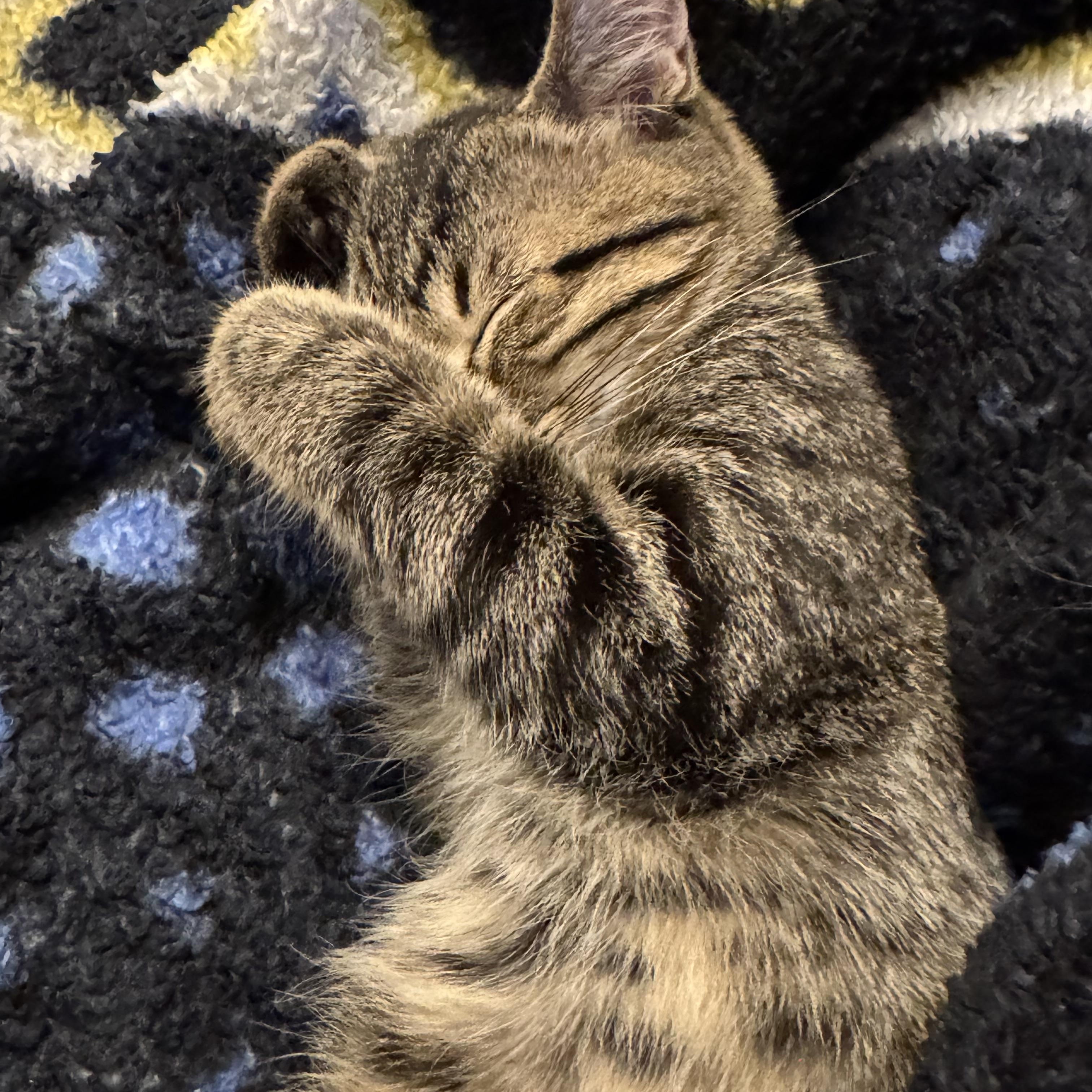 Evie, a ADOPTABLE Tabby in Macomb, MI image 3/4
