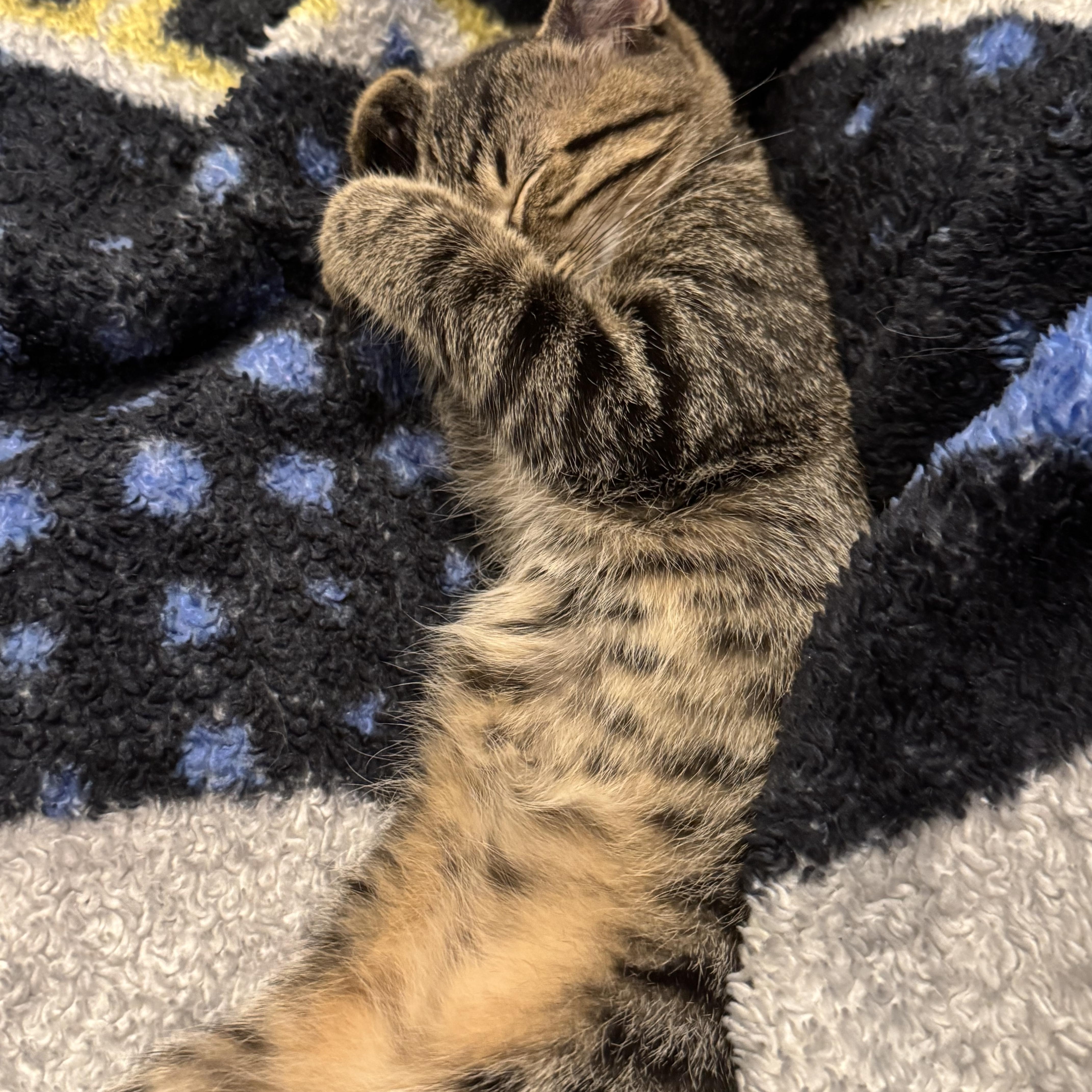 Evie, a ADOPTABLE Tabby in Macomb, MI image 4/4
