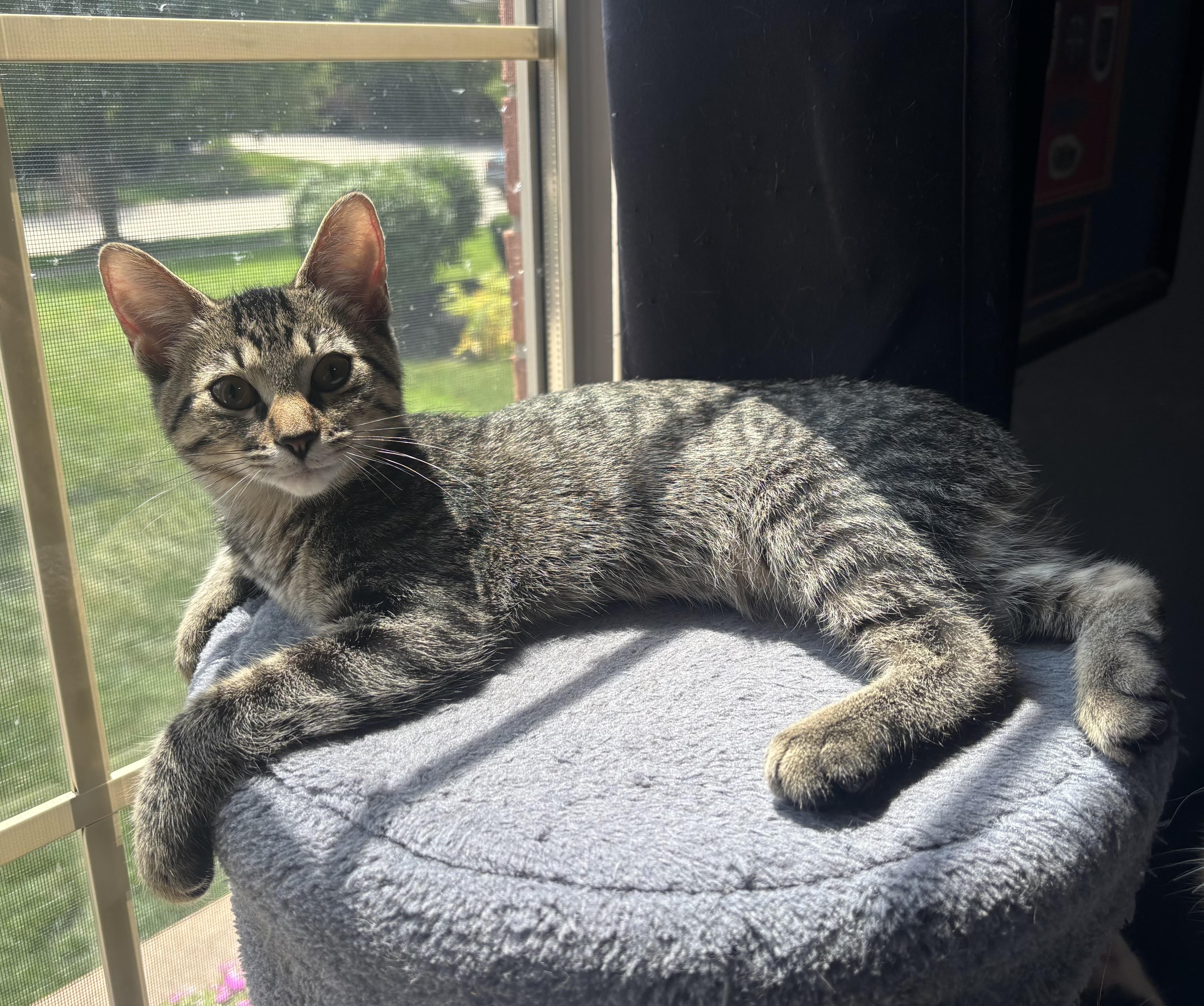 Evie, ADOPTABLE, Kitten Female Tabby.