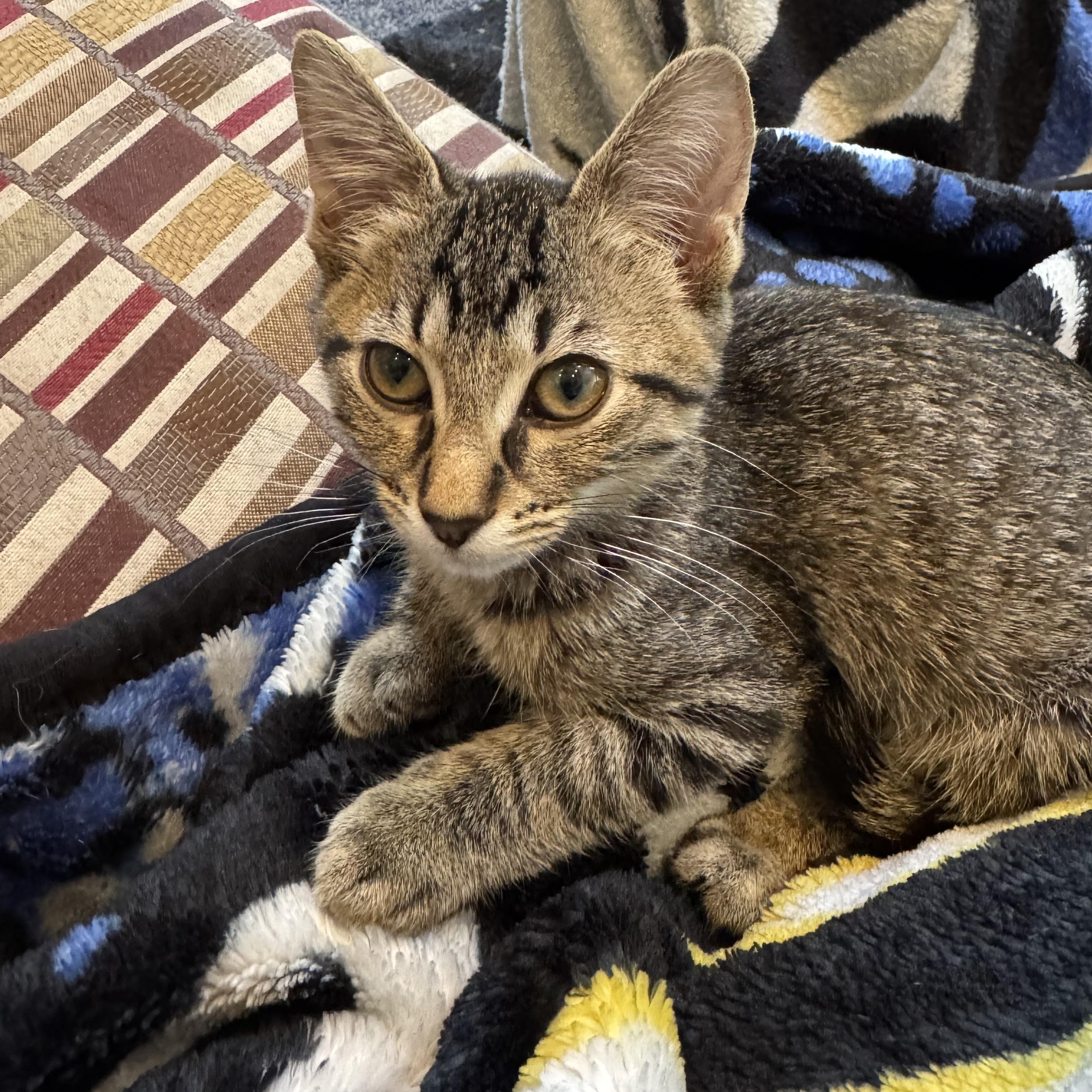 Evie, a ADOPTABLE Tabby in Macomb, MI image 1/2