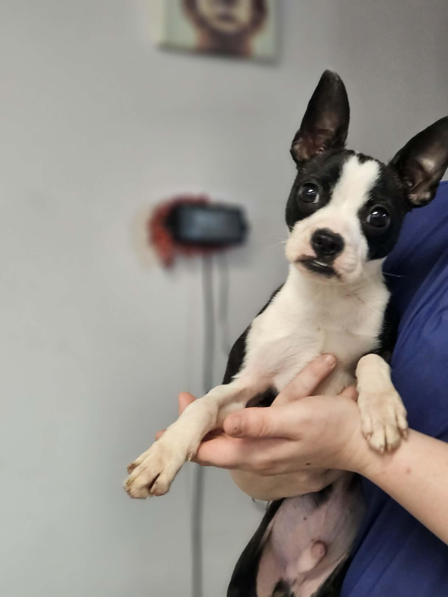 Enlarge Luca , an adoption pending Boston Terrier in Glocester, RI image 5/5