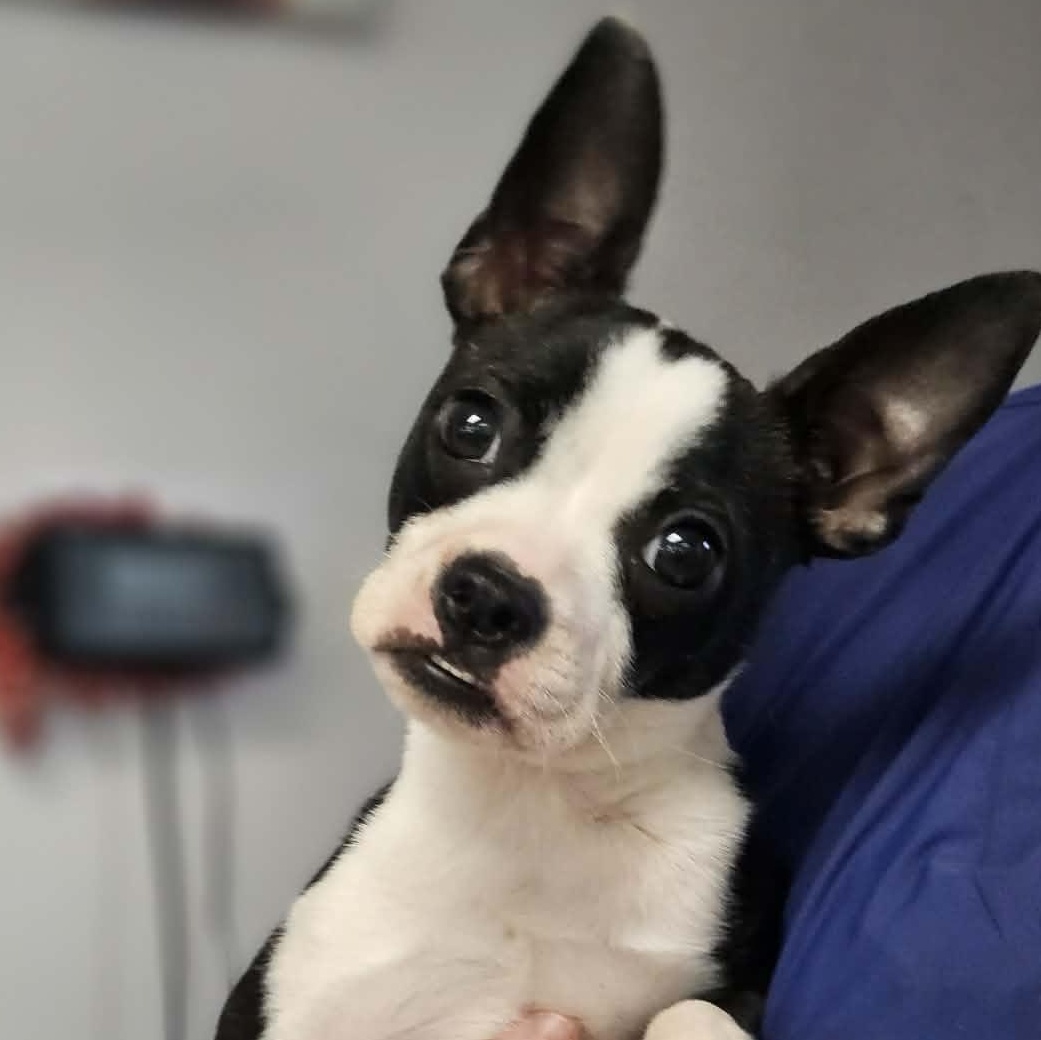 Enlarge Luca , an adoption pending Boston Terrier in Glocester, RI image 1/5