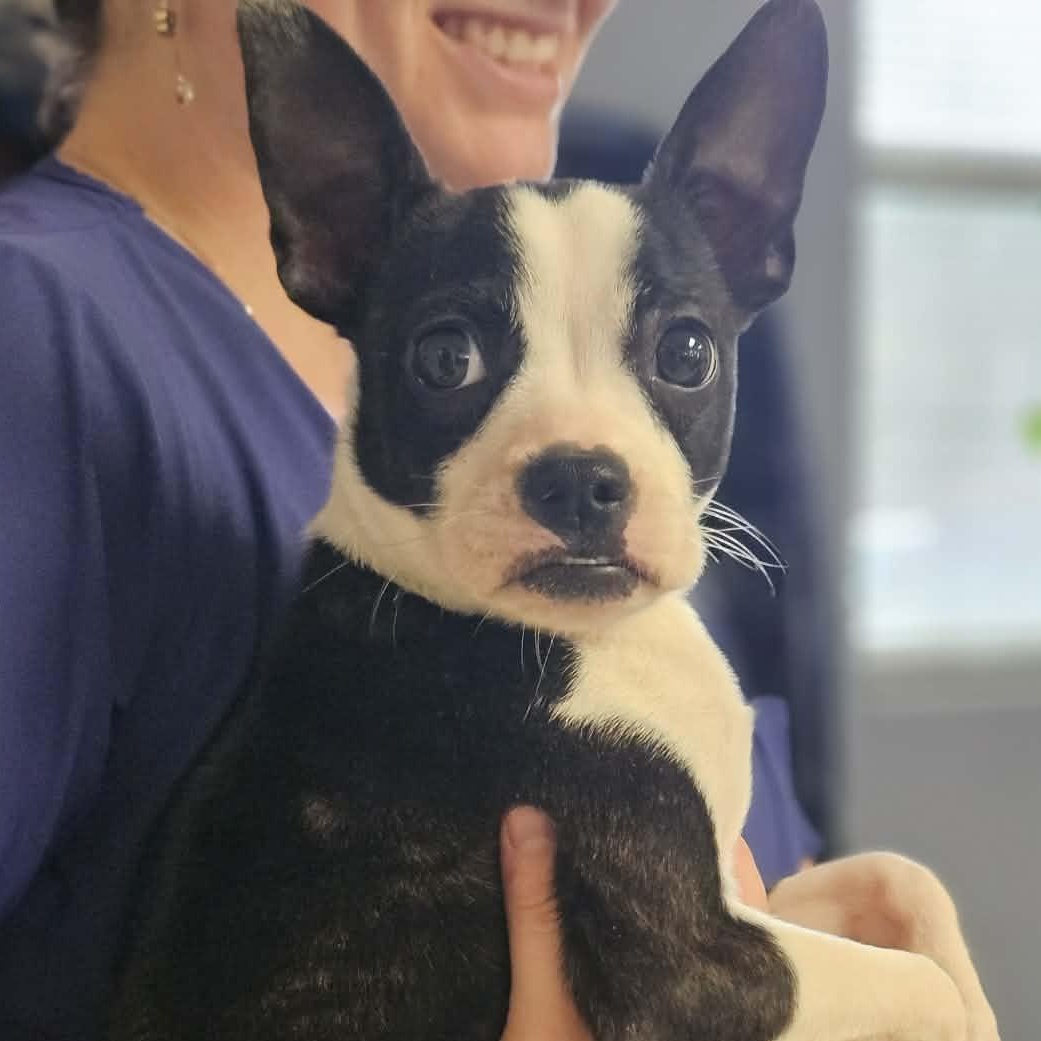 Enlarge Luca , an adoption pending Boston Terrier in Glocester, RI image 2/5