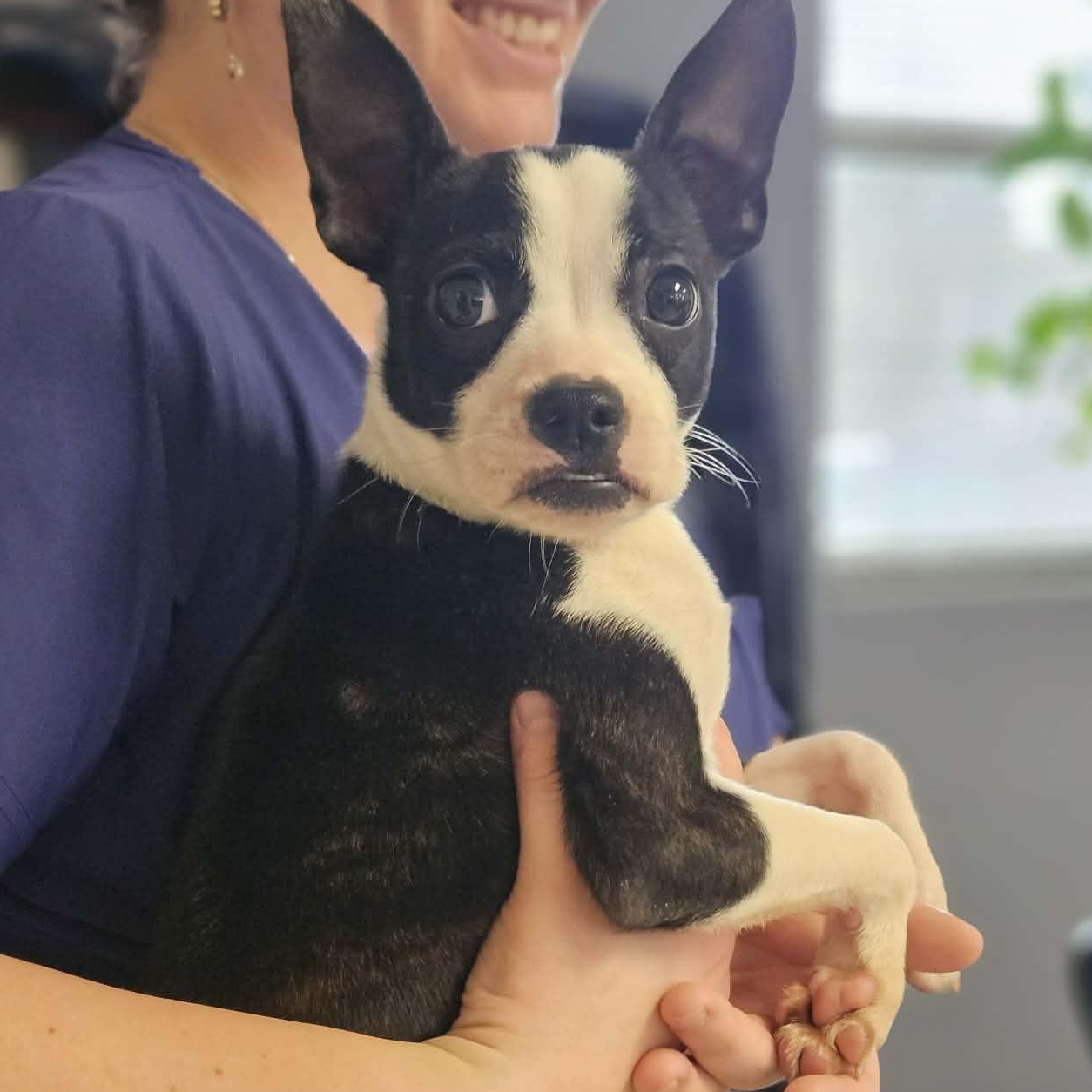 Enlarge Luca , an adoption pending Boston Terrier in Glocester, RI image 4/5