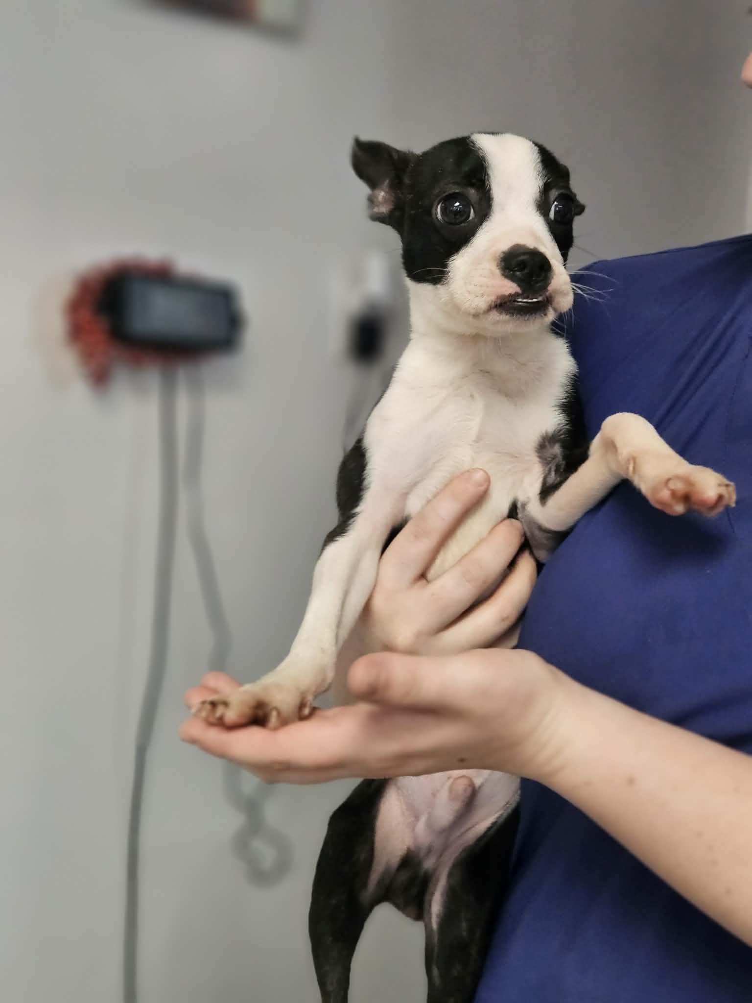 Enlarge Luca , an adoption pending Boston Terrier in Glocester, RI image 3/5