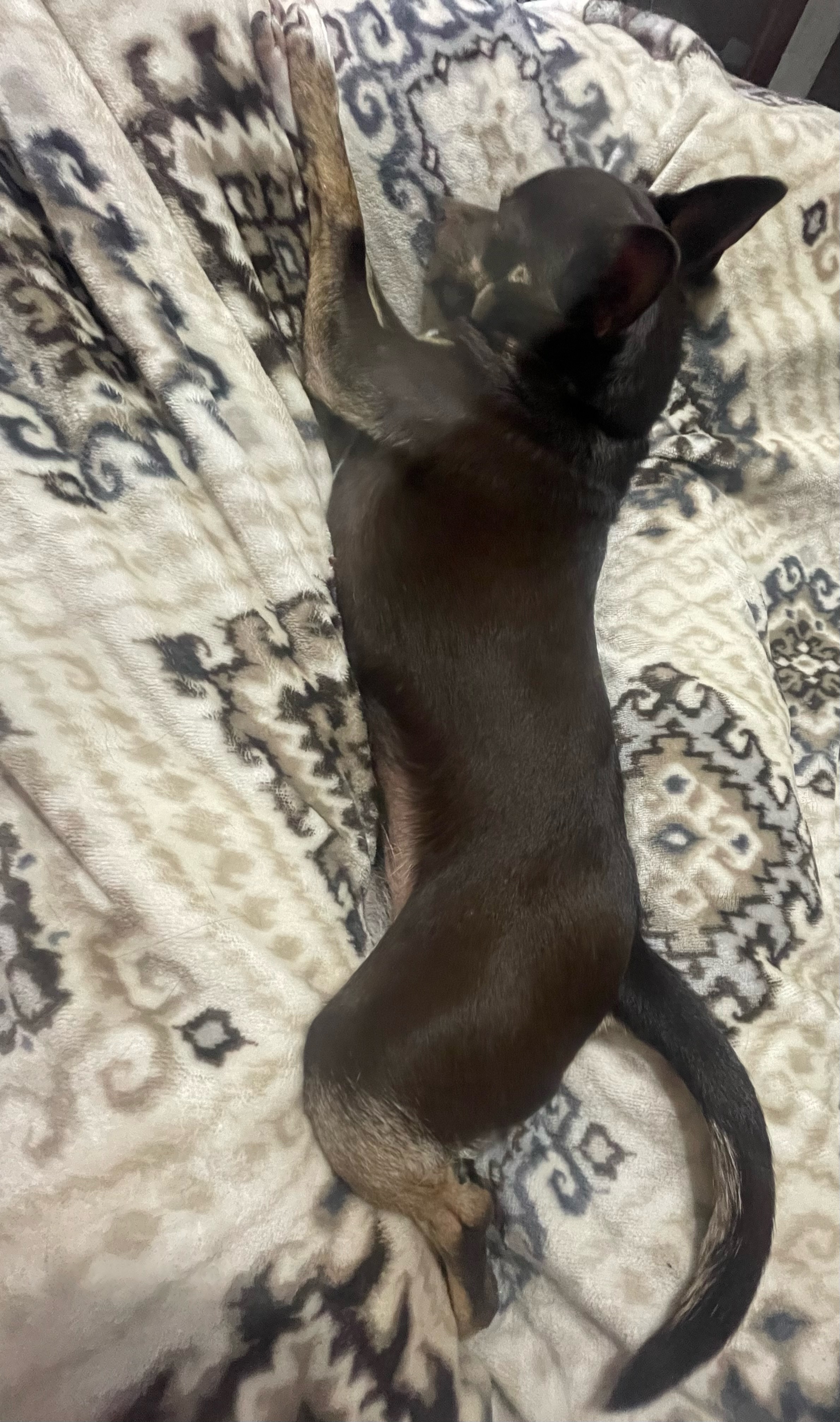 Enlarge Penney, an adoptable Chihuahua in Wichita, KS image 3/3