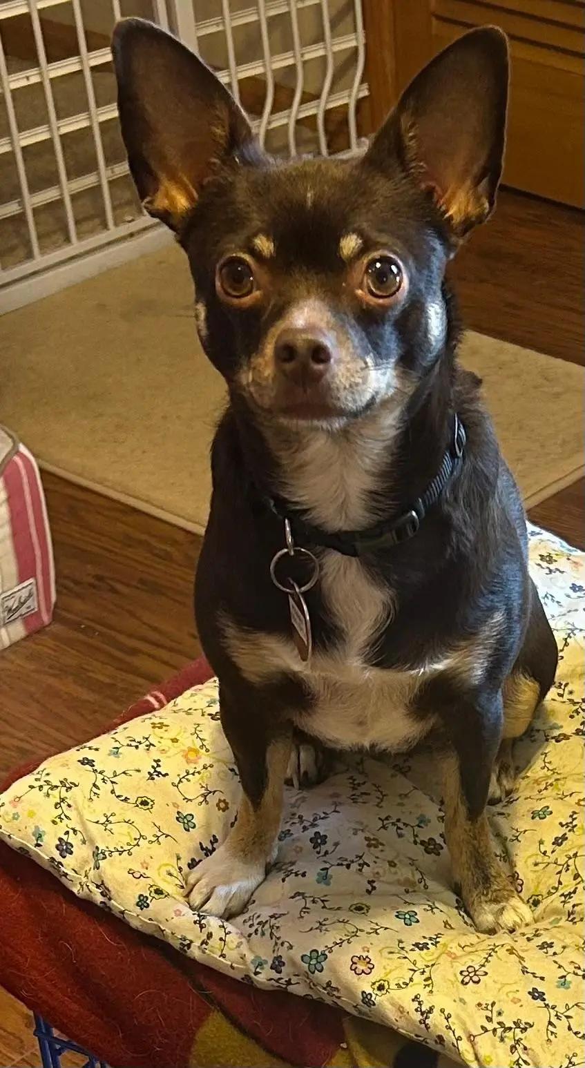 Enlarge Penney, an adoptable Chihuahua in Wichita, KS image 1/3