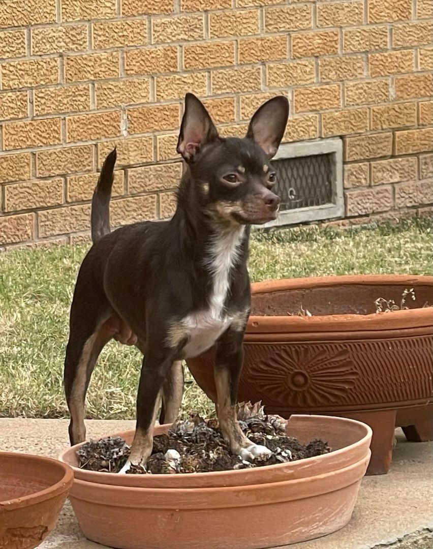 Enlarge Penney, an adoptable Chihuahua in Wichita, KS image 2/3