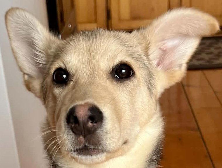 SAXON, Adoptable, Puppy Female Husky & Labrador Retriever.