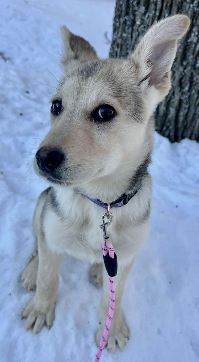 Enlarge SAXON, a Adoptable mixed breed in Minesing, ON image 1/3