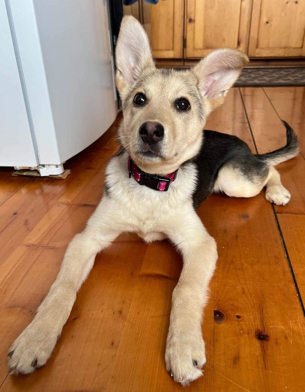 SAXON, a Adoptable mixed breed in Minesing, ON image 2/3