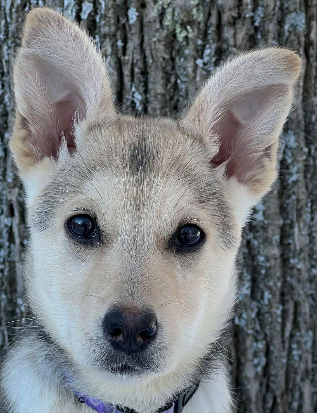 Enlarge SAXON, a Adoptable mixed breed in Minesing, ON image 2/3