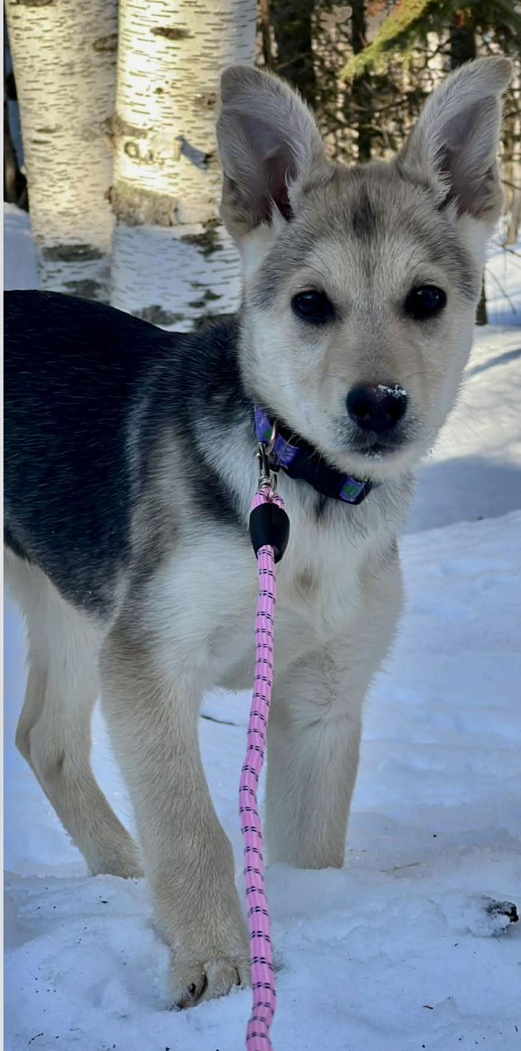 Enlarge SAXON, a Adoptable mixed breed in Minesing, ON image 3/3