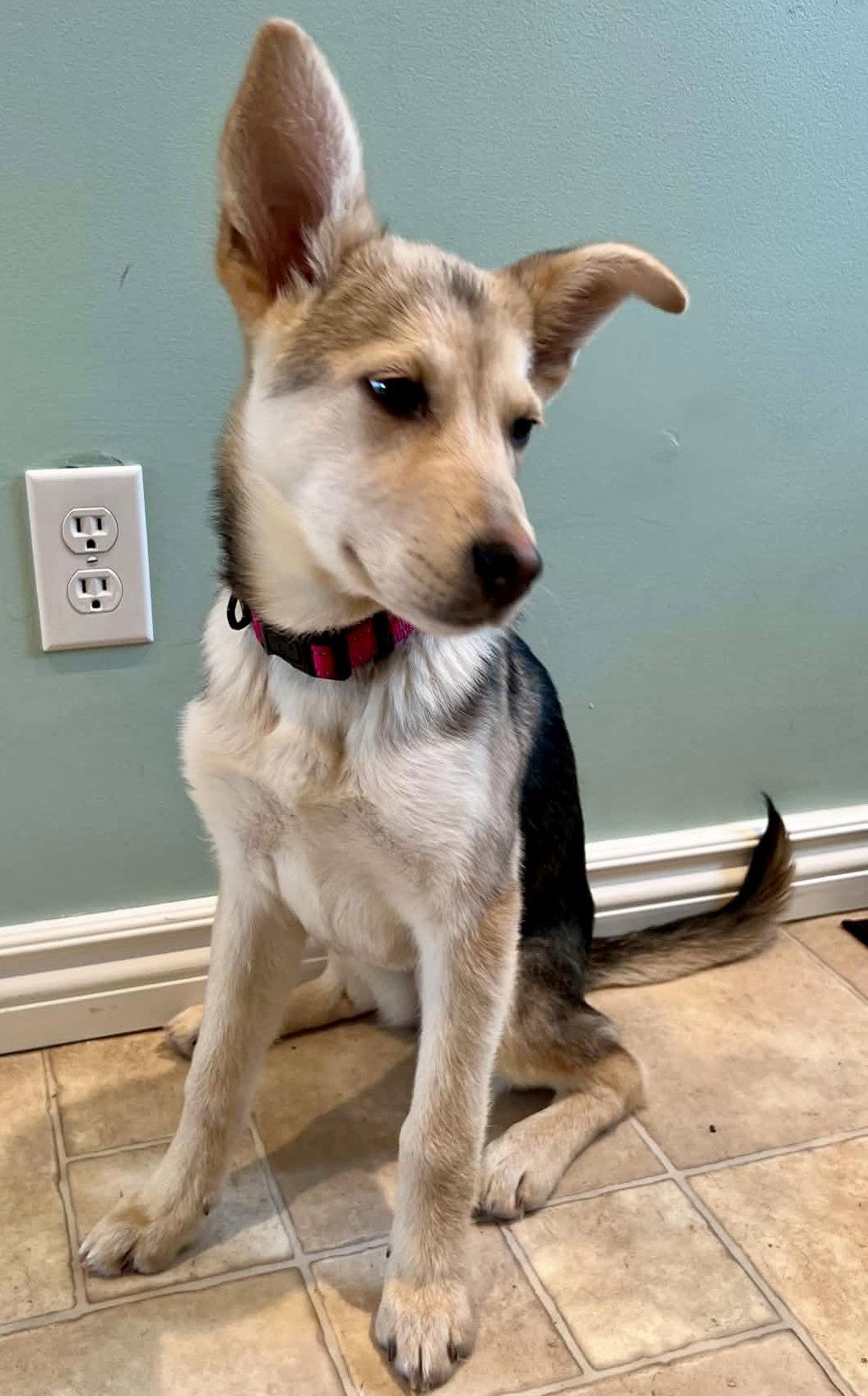 SAXON, a Adoptable mixed breed in Minesing, ON image 3/3