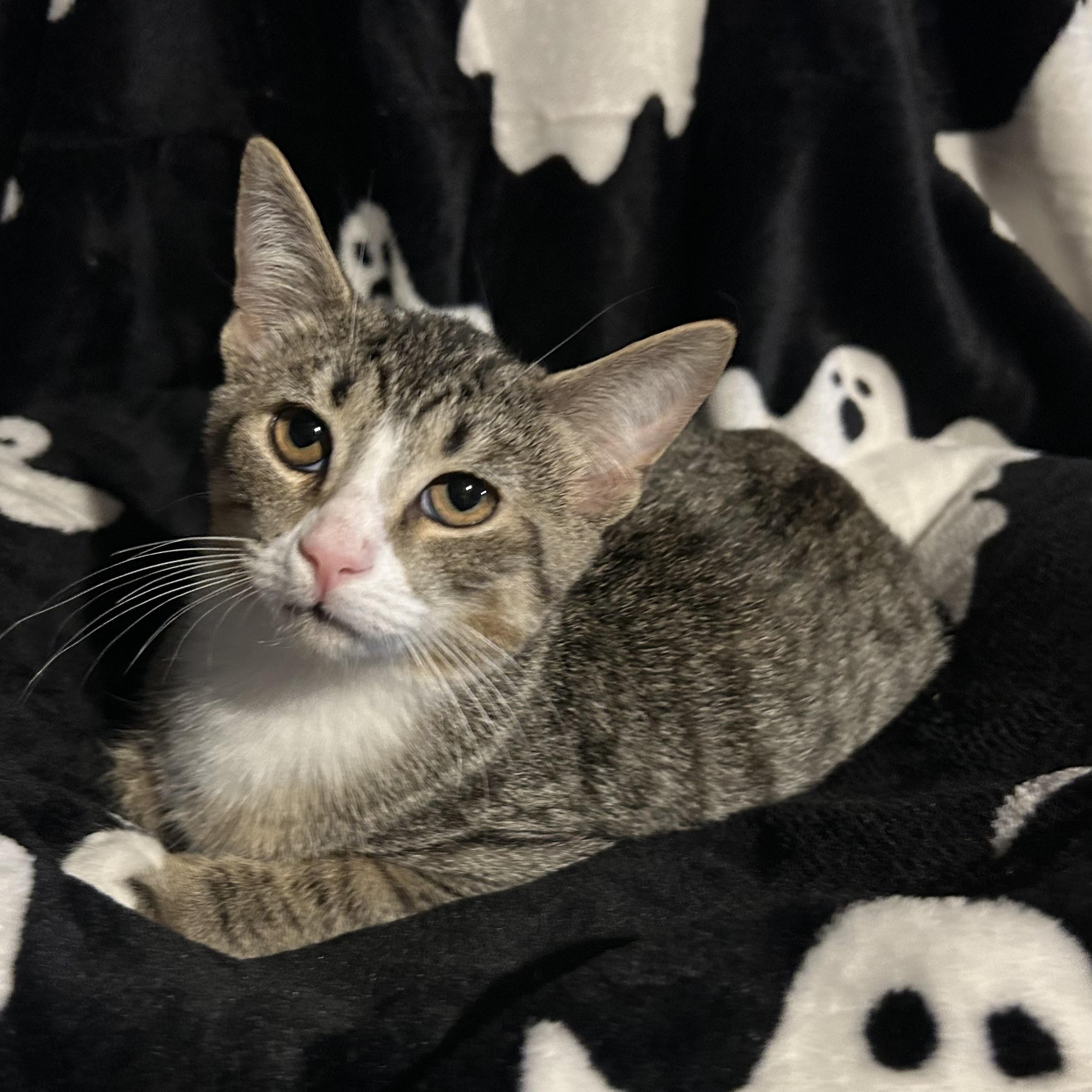 Enlarge Charlie, a ADOPTABLE Domestic Short Hair in Columbus , OH image 5/5