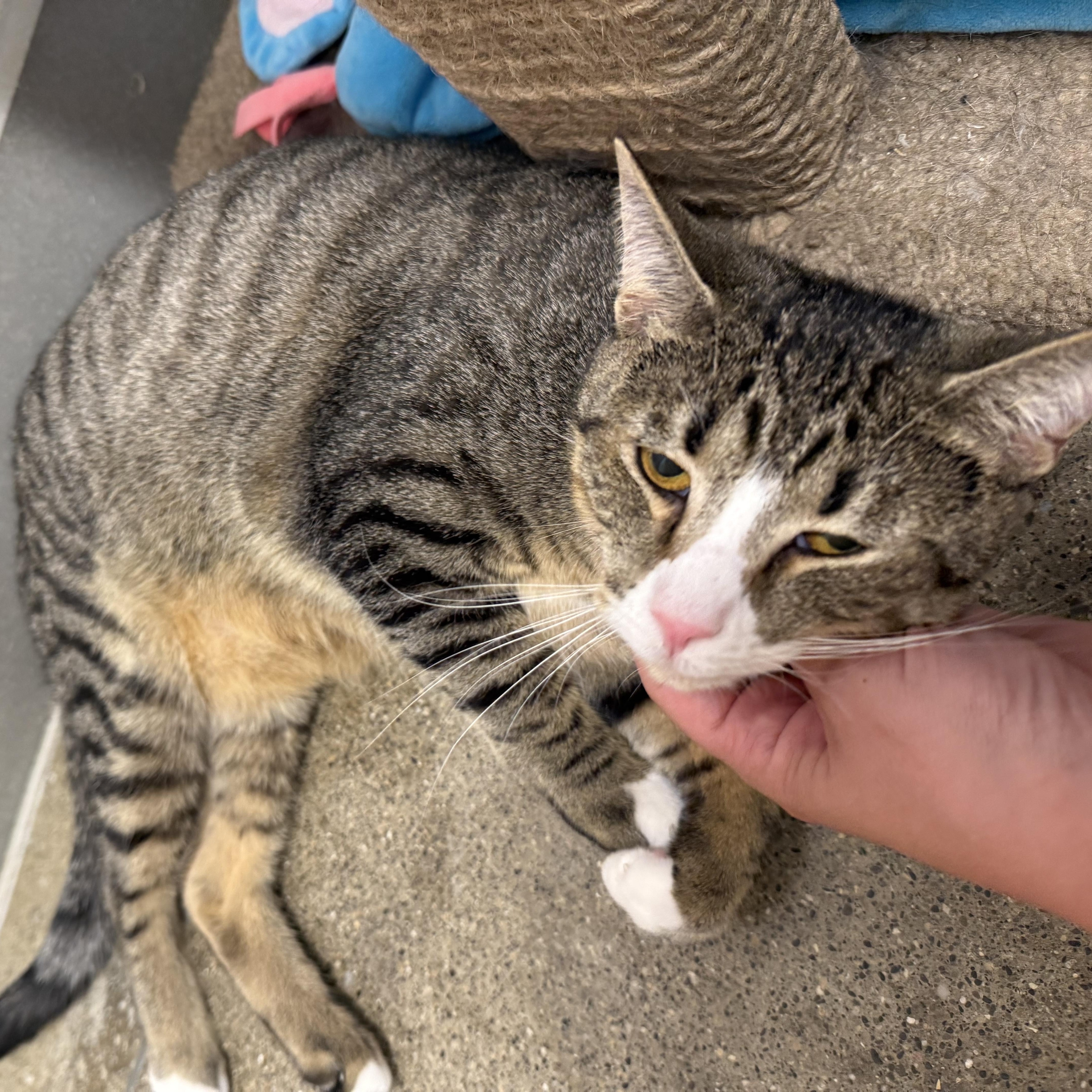 Enlarge Charlie, a ADOPTABLE Domestic Short Hair in Columbus , OH image 1/5