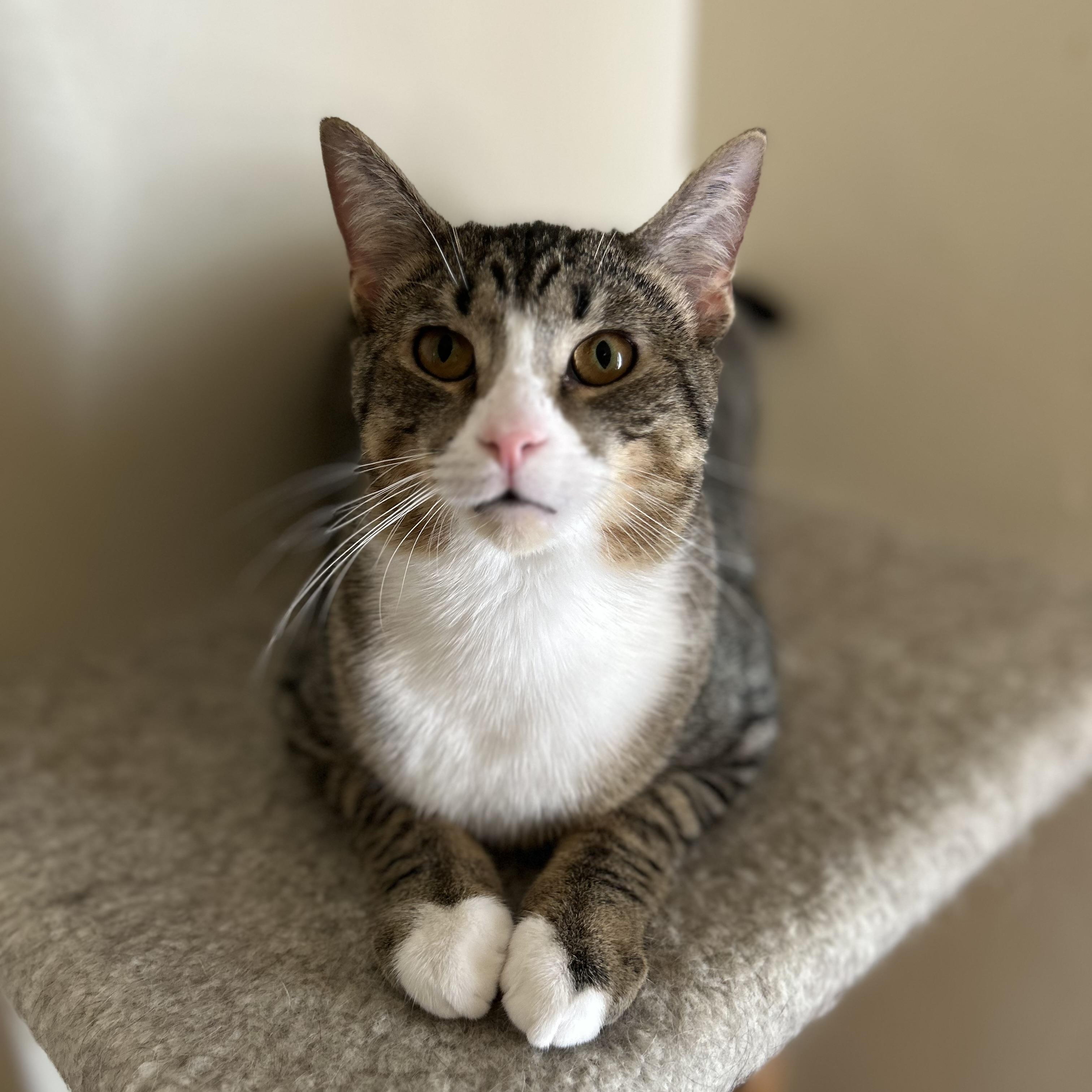 Enlarge Charlie, a ADOPTABLE Domestic Short Hair in Columbus , OH image 2/5