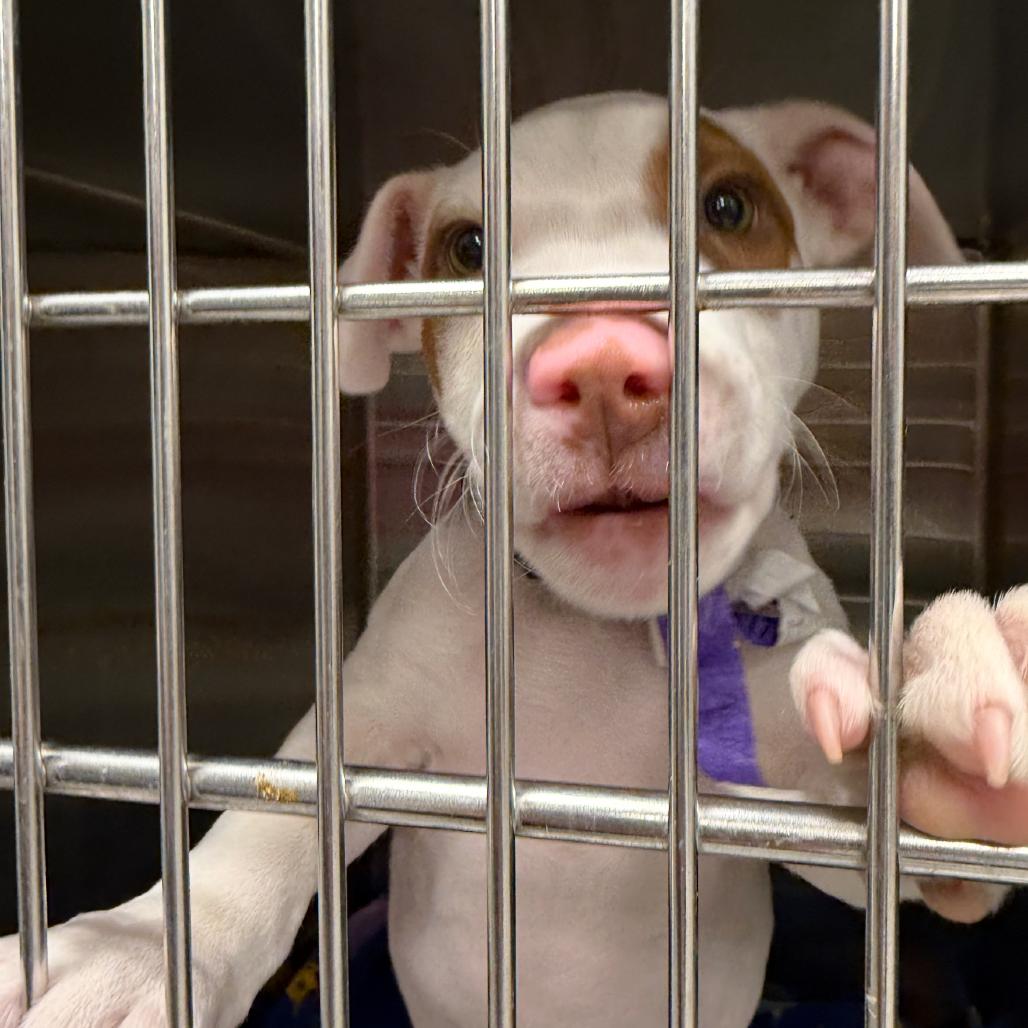 Charlie, Adoptable, Puppy Male Mixed Breed.