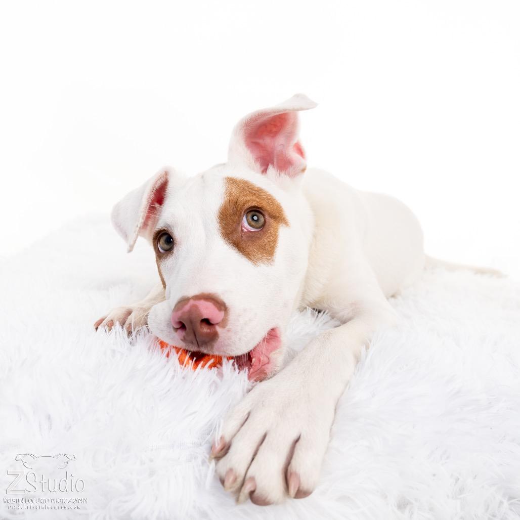 Enlarge Charlie, a Adoptable Mixed Breed in Columbia Station, OH image 1/6