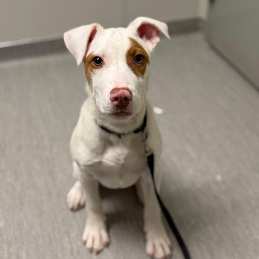 Charlie, Adoptable, Puppy Male Mixed Breed.