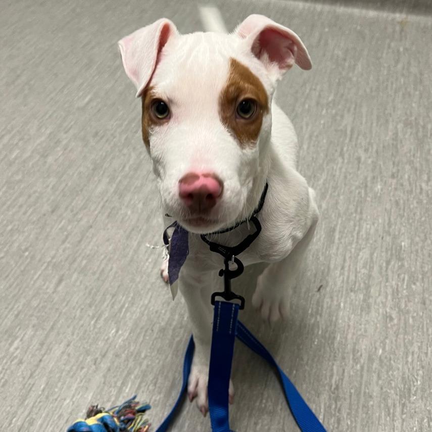 Enlarge Charlie, a Adoptable Mixed Breed in Columbia Station, OH image 2/6