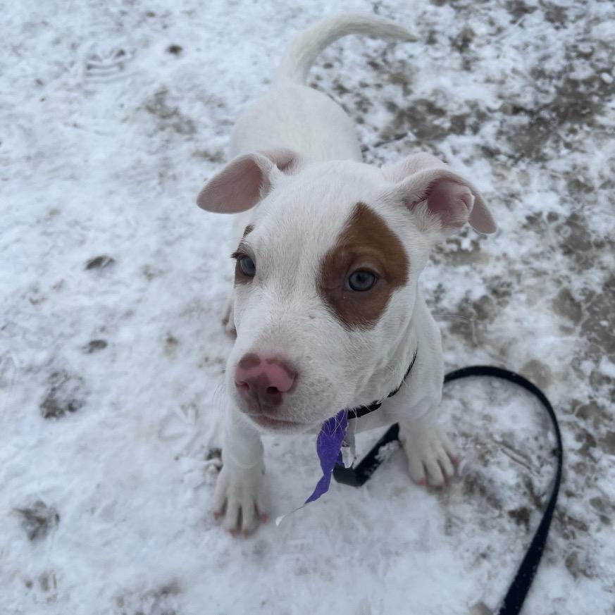 Charlie, a Adoptable Mixed Breed in Columbia Station, OH image 1/6