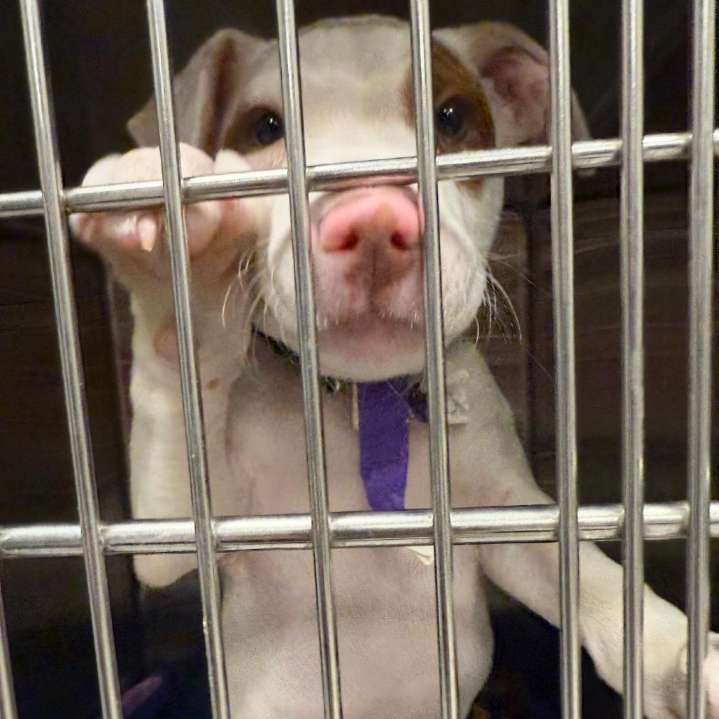 Charlie, a Adoptable Mixed Breed in Columbia Station, OH image 2/6