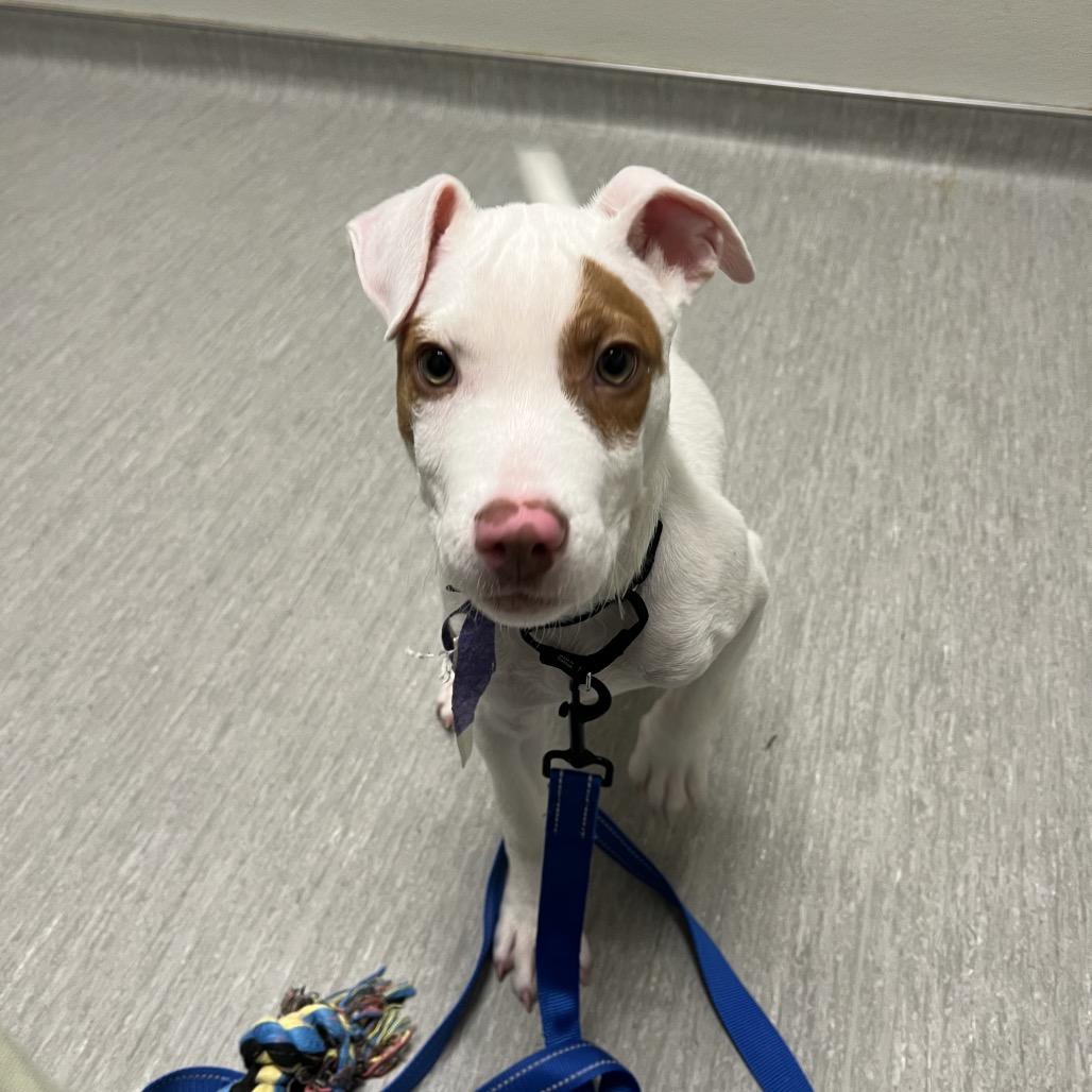 Charlie, a Adoptable Mixed Breed in Columbia Station, OH image 4/6