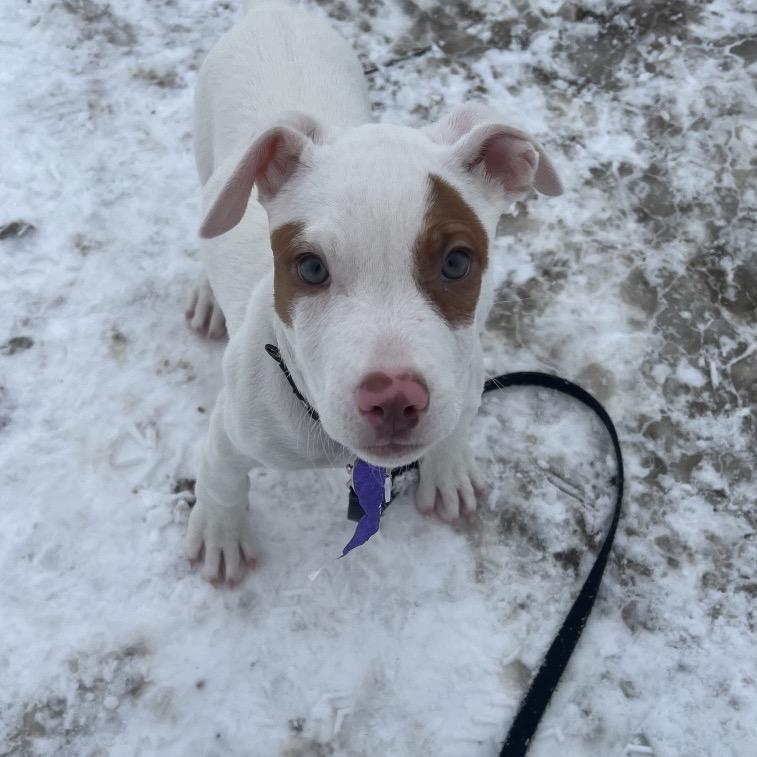 Charlie, a Adoptable Mixed Breed in Columbia Station, OH image 6/6