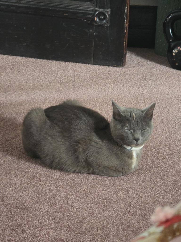 Enlarge Ethel, a Adoptable mixed breed in Bloomington, IN image 1/1