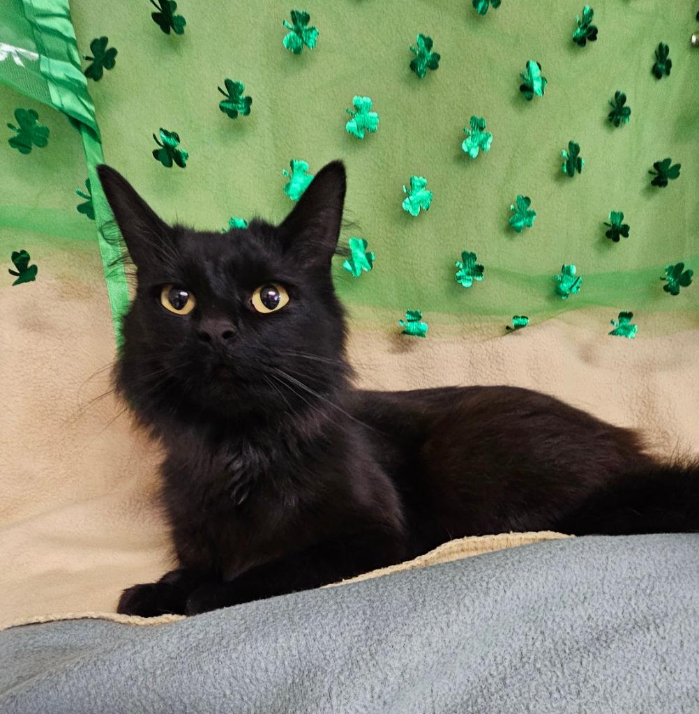 Brittany, Adoptable, Young Female Domestic Medium Hair.