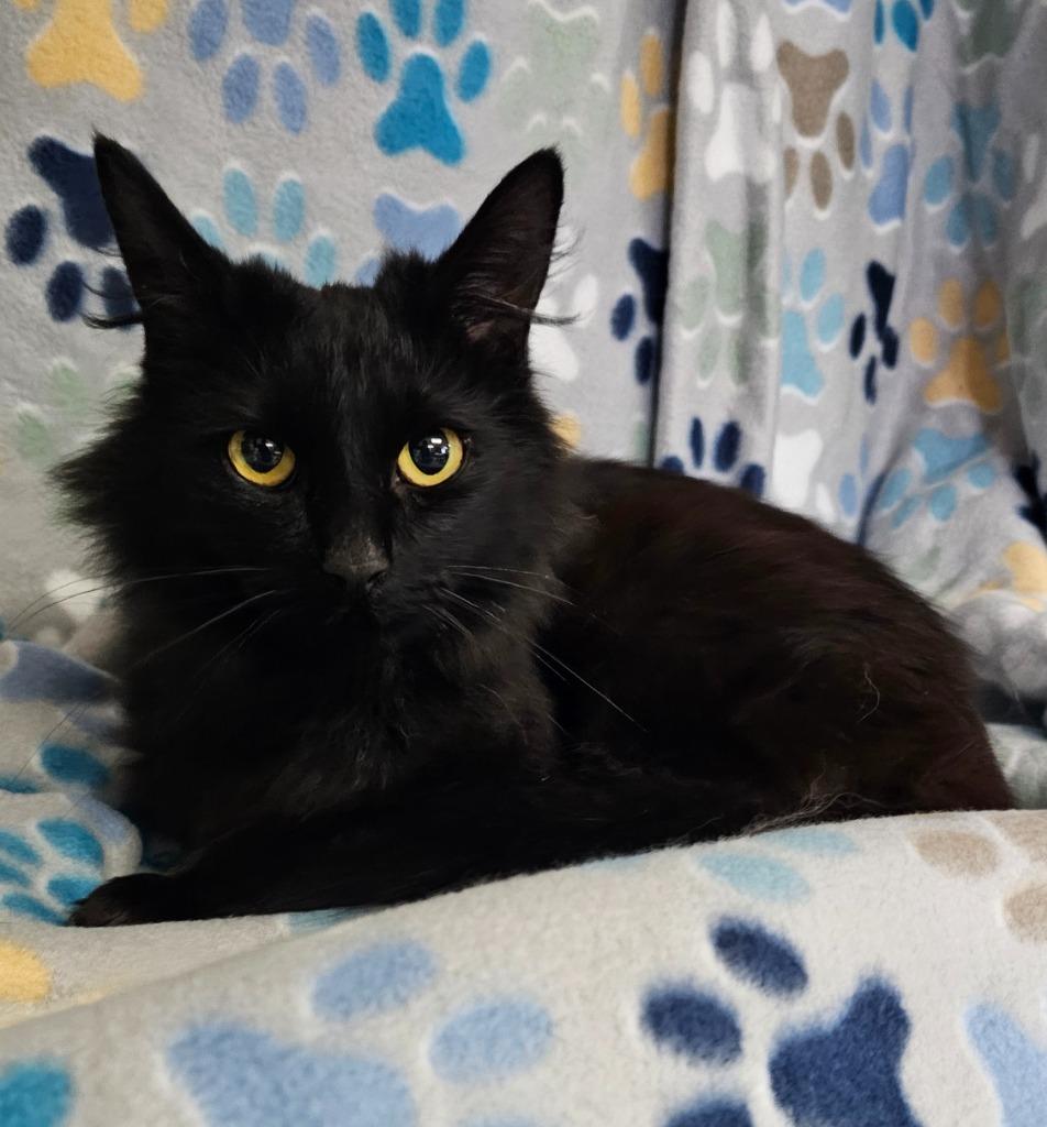 Enlarge Brittany, a Adoptable mixed breed in Wabash, IN image 2/2