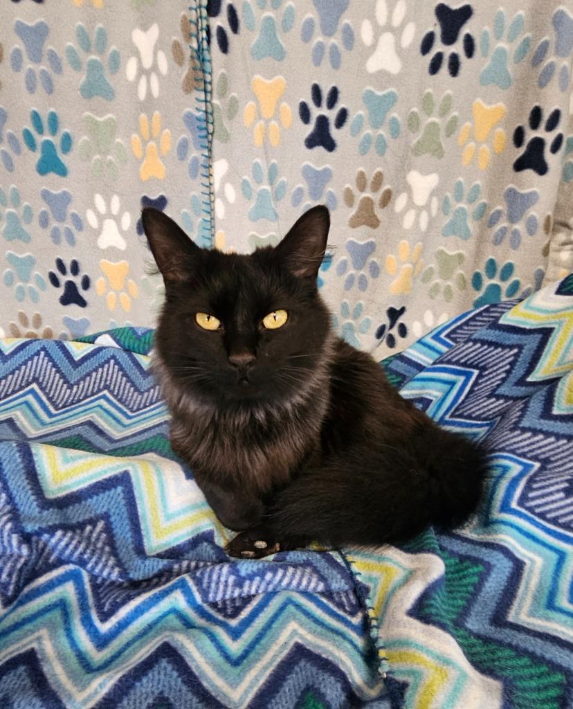 Enlarge Brittany, a Adoptable mixed breed in Wabash, IN image 3/3