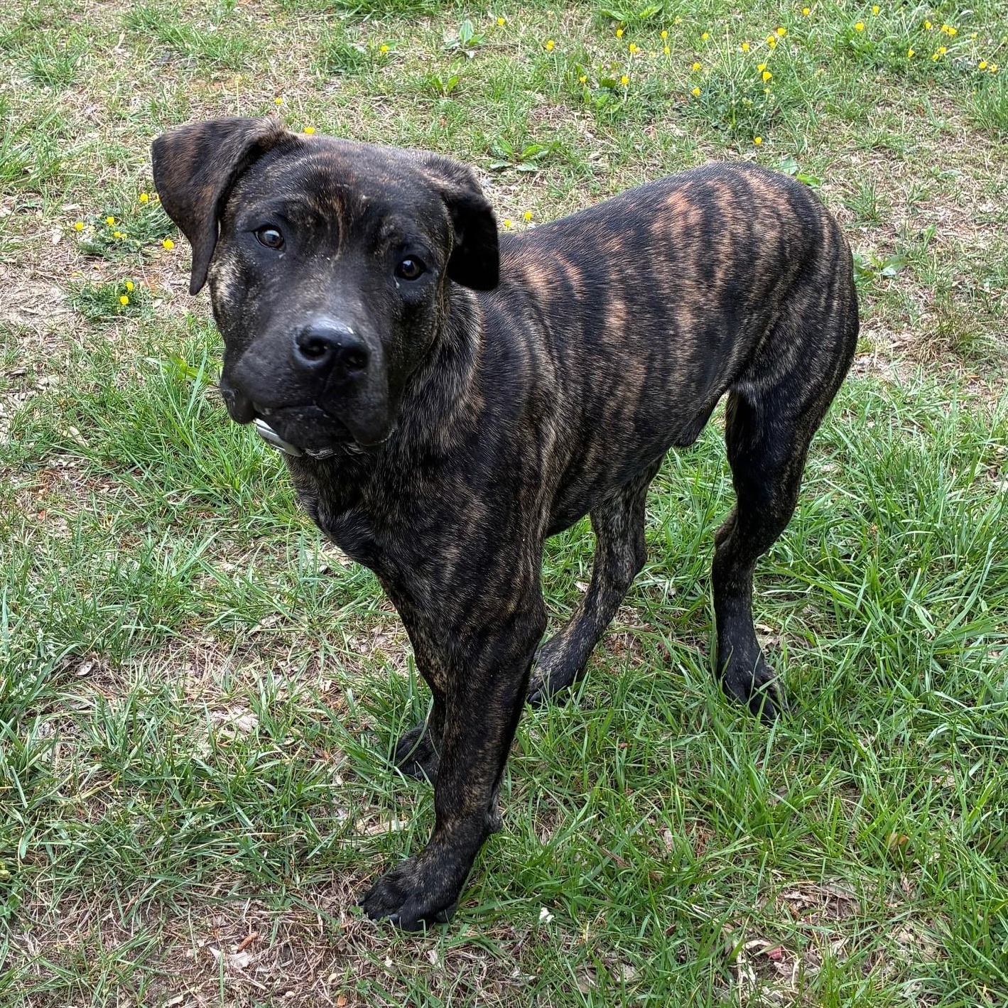 Pluto, a ADOPTABLE mixed breed in Cumberland , VA image 3/3