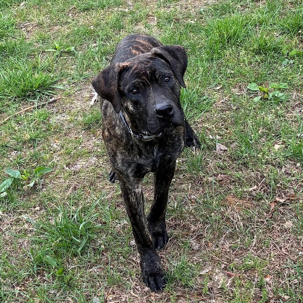 Pluto, ADOPTABLE, Young Male Plott Hound & Boxer.