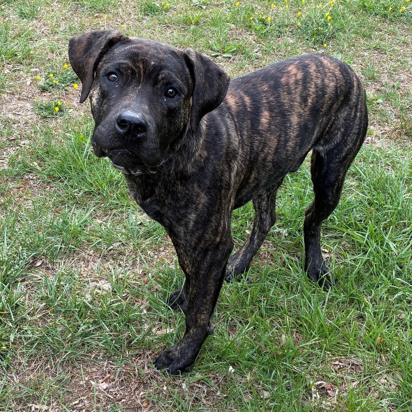 Pluto, a ADOPTABLE mixed breed in Cumberland , VA image 2/3