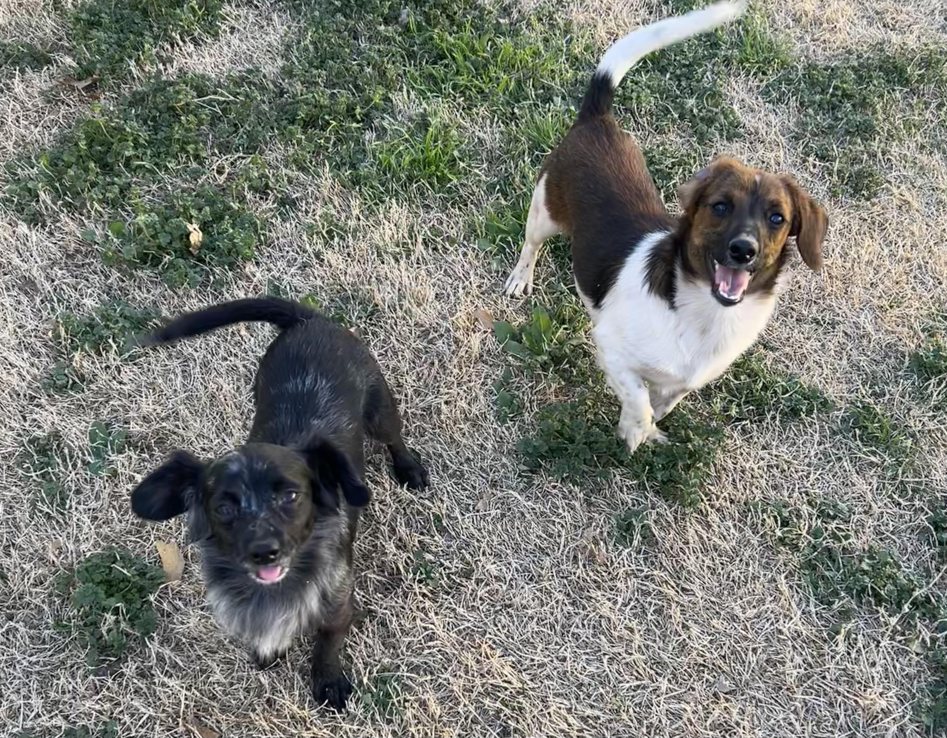 Enlarge Tiny, a Adoptable mixed breed in Chickasha, OK image 2/2