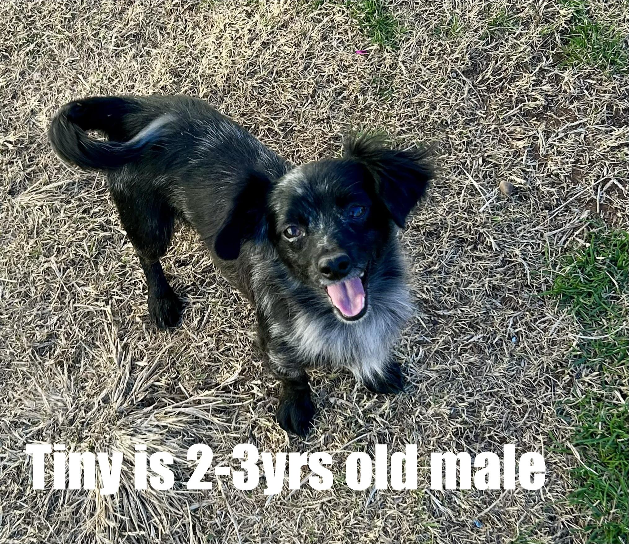 Enlarge Tiny, a Adoptable mixed breed in Chickasha, OK image 1/1