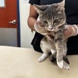 Enlarge Rose, an adopted Domestic Short Hair in Charleston, SC image 1/1