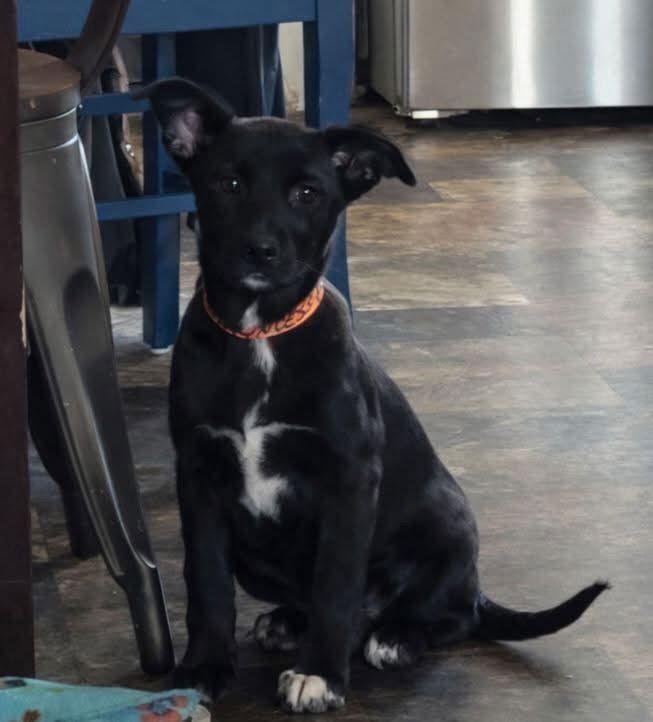 Princess Peeps, Adoptable, Puppy Female German Shepherd Dog & Labrador Retriever.