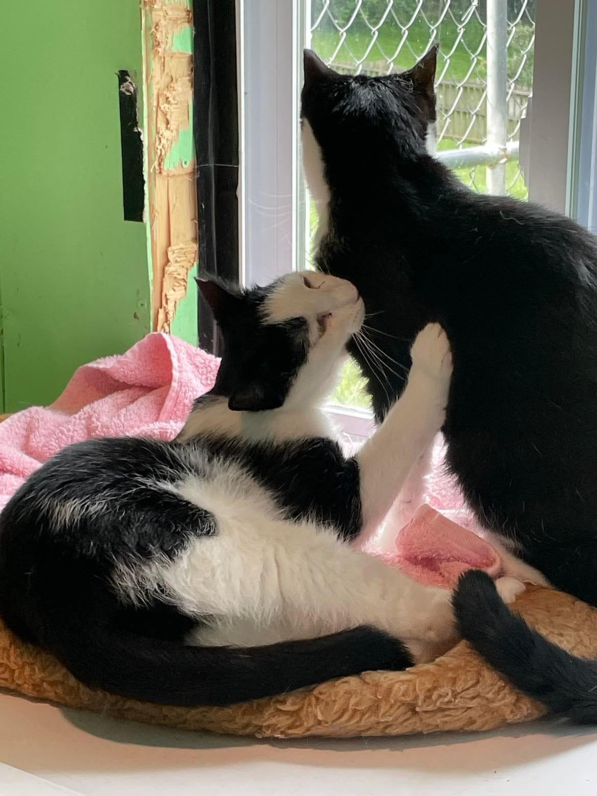 Enlarge Flower, a Adoptable Domestic Short Hair in Flint Hill, VA image 1/3