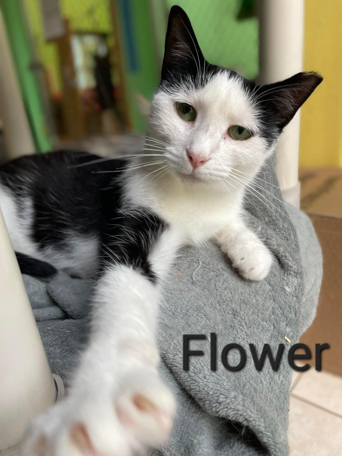 Flower, Adoptable, Adult Female Domestic Short Hair.