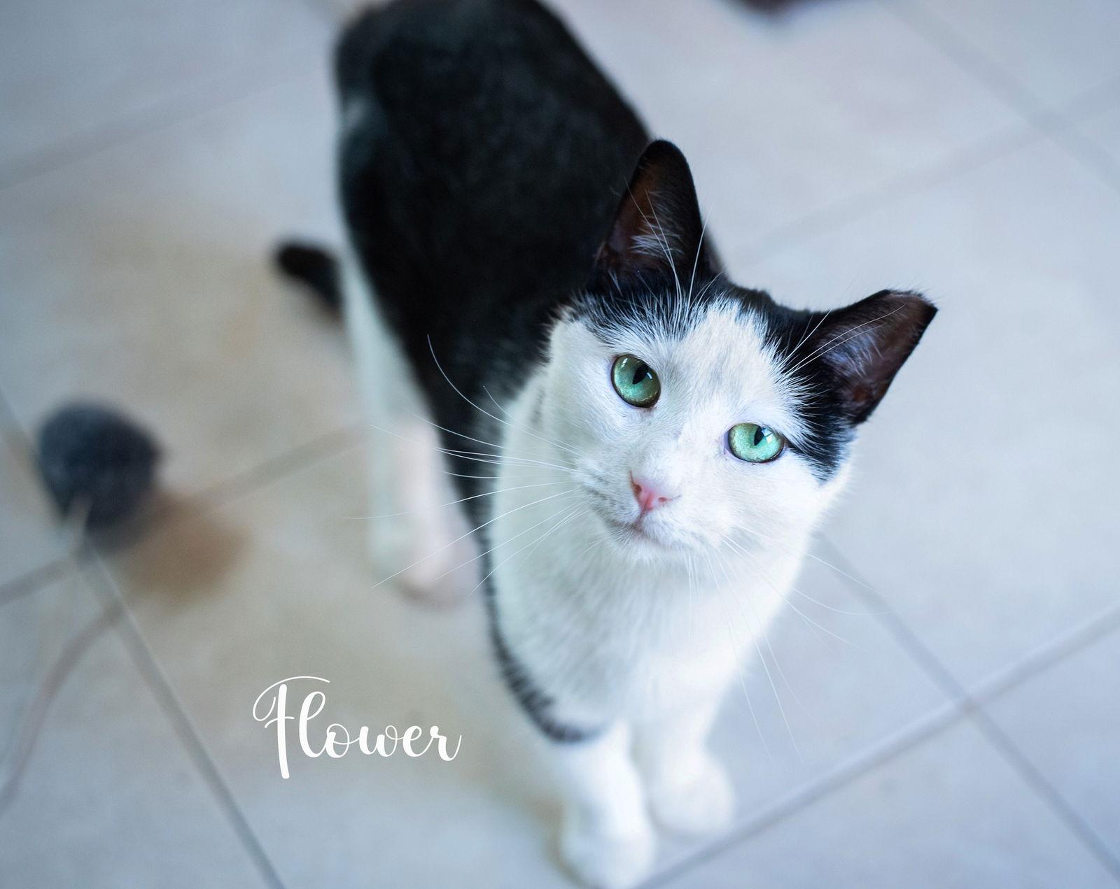 Enlarge Flower, a Adoptable Domestic Short Hair in Flint Hill, VA image 3/3