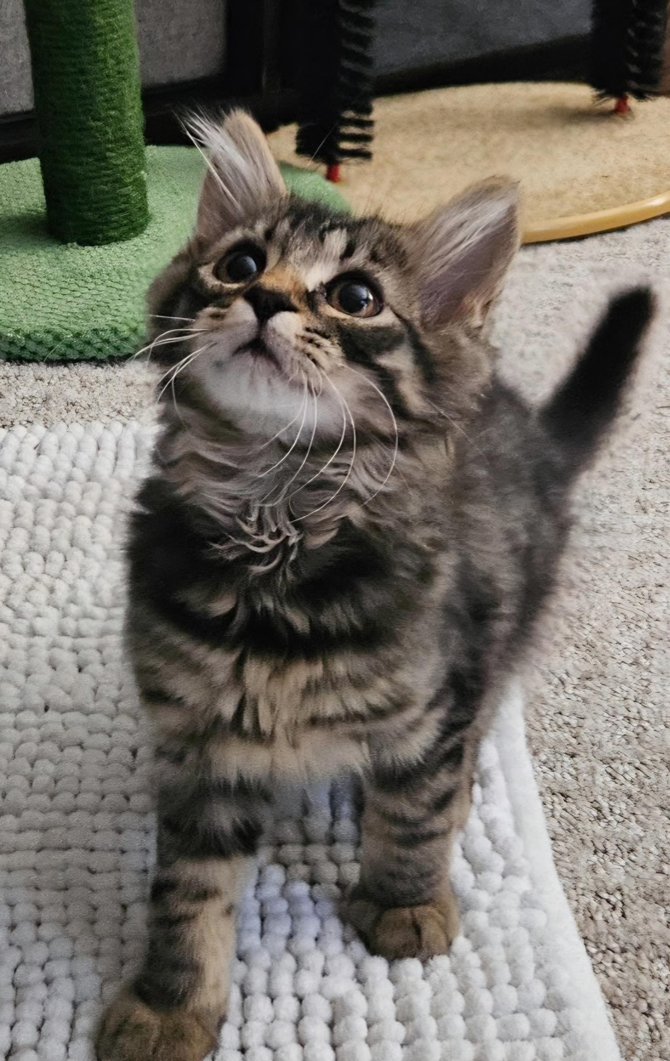 Benedict, ADOPTABLE, Kitten Male Domestic Medium Hair.